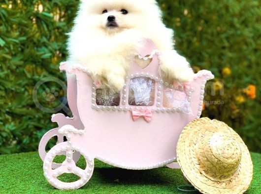 Irkının En İyi Temsilcilerinden Pomeranian Boo Yavrular
