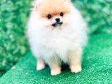 Irkının En İyi Temsilcilerinden Pomeranian Boo Yavrular