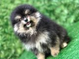 Irkının En İyi Temsilcilerinden Pomeranian Boo Yavrular