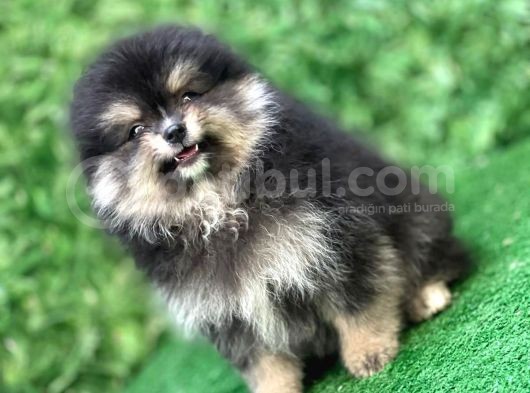 Irkının En İyi Temsilcilerinden Pomeranian Boo Yavrular görsel