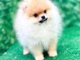 Irkının En İyi Temsilcilerinden Pomeranian Boo Yavrular