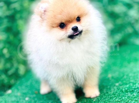 Irkının En İyi Temsilcilerinden Pomeranian Boo Yavrular görsel
