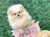 Irkının En İyi Temsilcilerinden Pomeranian Boo Yavrular