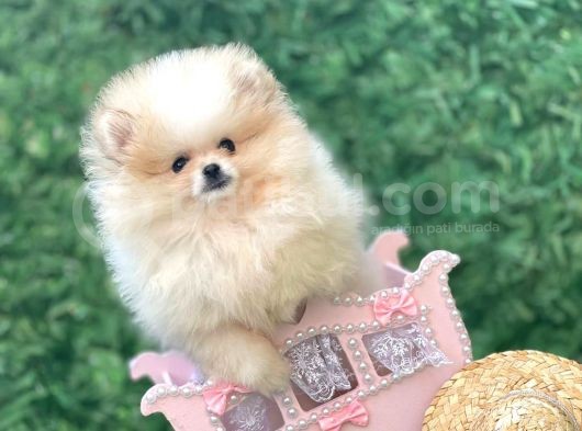 Irkının En İyi Temsilcilerinden Pomeranian Boo Yavrular görsel