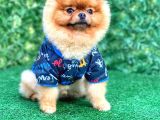 18 Aylık Irkın En İyi Temsilcilerinden Mini Boy Pomeranian