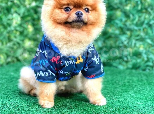 Mini Boy Pomeranian 18 Aylık Erkek görsel