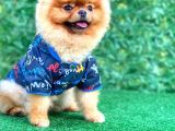 18 Aylık Irkın En İyi Temsilcilerinden Mini Boy Pomeranian
