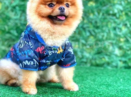 18 Aylık Irkın En İyi Temsilcilerinden Mini Boy Pomeranian