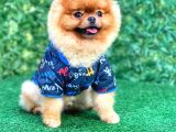 Mini Boy Pomeranian 18 Aylık Erkek