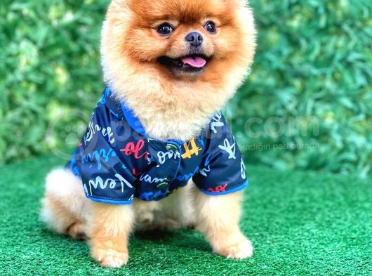 Mini Boy Pomeranian 18 Aylık Erkek görsel