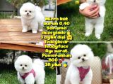 İstanbul Ödül Adayı AA Plus Safkan Boo Pomeranian