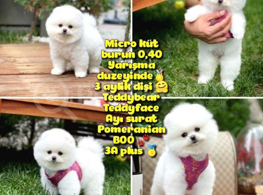 İstanbul Ödül Adayı Aa Plus Safkan Boo Pomeranian