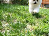 İstanbul Ödül Adayı Aa Plus Safkan Boo Pomeranian