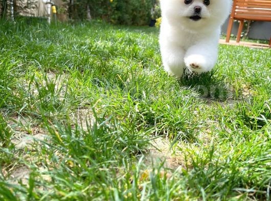İstanbul Ödül Adayı Aa Plus Safkan Boo Pomeranian görsel