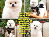 İstanbul AA Plus Safkan Boo Pomeranian