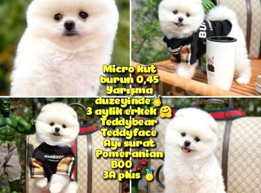 İstanbul Aa Plus Safkan Boo Pomeranian