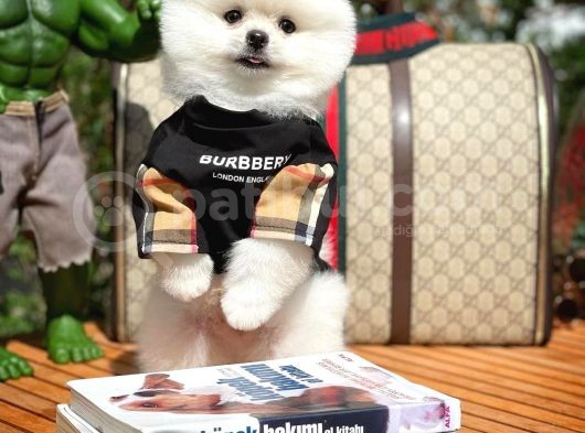 İstanbul Aa Plus Safkan Boo Pomeranian görsel