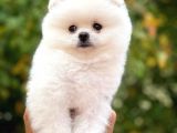 İstanbul Aa Plus Safkan Boo Pomeranian