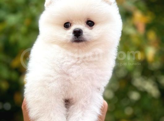 İstanbul Aa Plus Safkan Boo Pomeranian görsel