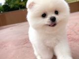 İstanbul Aa Plus Safkan Boo Pomeranian
