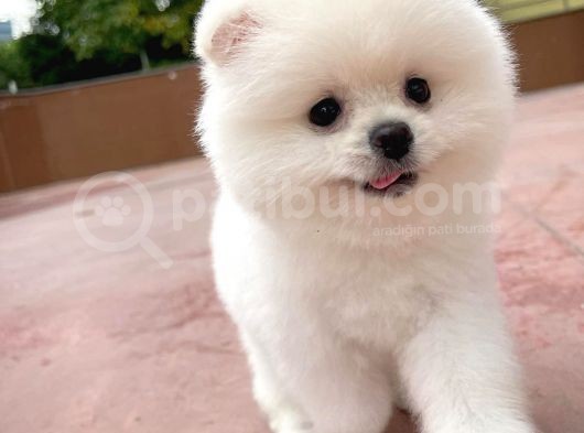 İstanbul Aa Plus Safkan Boo Pomeranian görsel