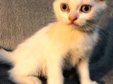 İstanbul 2 Aylık Scottish Fold Erkek