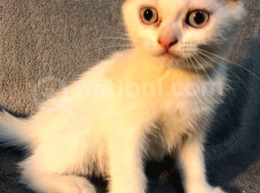 İstanbul 2 Aylık Scottish Fold Erkek