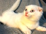 İstanbul 2 Aylık Scottish Fold Erkek