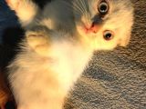 İstanbul 2 Aylık Scottish Fold Erkek