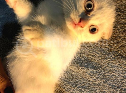İstanbul 2 Aylık Scottish Fold Erkek görsel