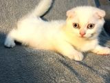 İstanbul 2 Aylık Scottish Fold Erkek