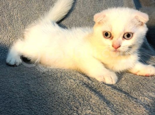 İstanbul 2 Aylık Scottish Fold Erkek görsel