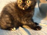 İstanbul 2 Aylık Scottish Fold