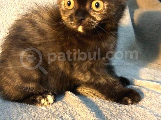 İstanbul 2 Aylık Scottish Fold
