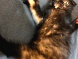 İstanbul 2 Aylık Scottish Fold