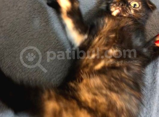 İstanbul 2 Aylık Scottish Fold görsel