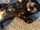 İstanbul 2 Aylık Scottish Fold