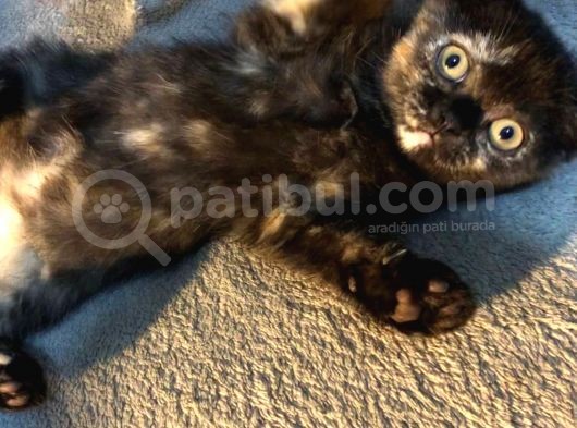 İstanbul 2 Aylık Scottish Fold görsel