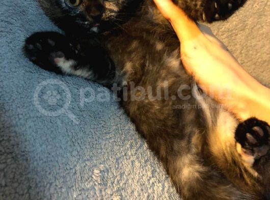 İstanbul 2 Aylık Scottish Fold görsel