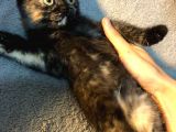 İstanbul 2 Aylık Scottish Fold