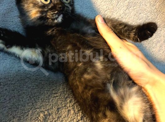 İstanbul 2 Aylık Scottish Fold görsel