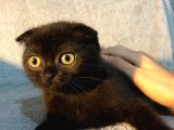 İstanbul 2 Aylık Scottish Fold