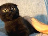 İstanbul 2 Aylık Scottish Fold
