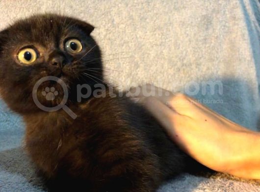 İstanbul 2 Aylık Scottish Fold görsel