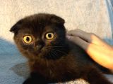 İstanbul 2 Aylık Scottish Fold