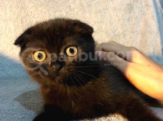 İstanbul 2 Aylık Scottish Fold görsel