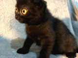 İstanbul 2 Aylık Scottish Fold