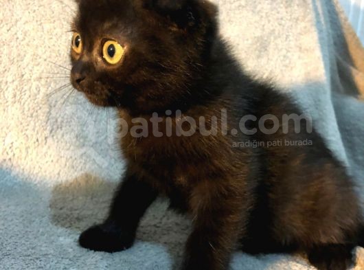 İstanbul 2 Aylık Scottish Fold görsel