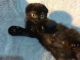 İstanbul 2 Aylık Scottish Fold