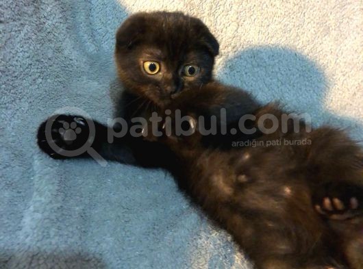 İstanbul 2 Aylık Scottish Fold görsel